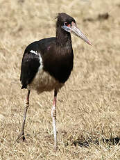 Cigogne d'Abdim