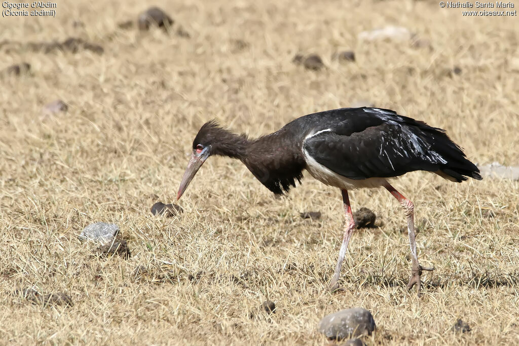 Cigogne d'Abdimadulte, habitat, pêche/chasse