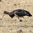 Cigogne d'Abdim