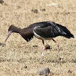 Cigogne d'Abdim