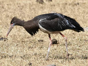 Cigogne d'Abdim