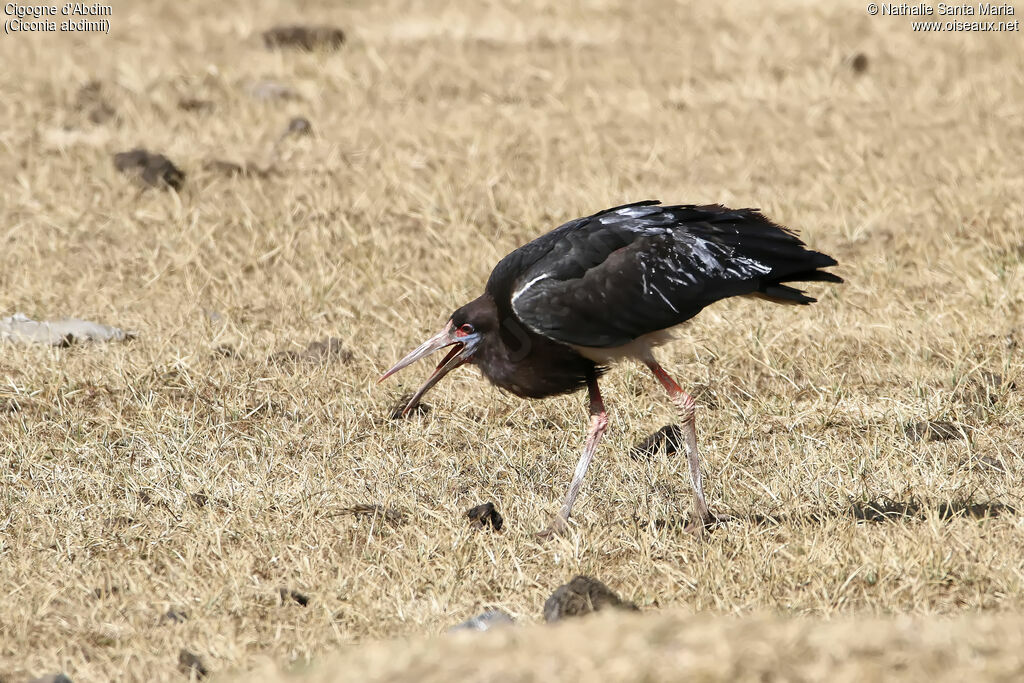 Abdim's Storkadult, identification, habitat, fishing/hunting