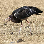 Cigogne d'Abdim