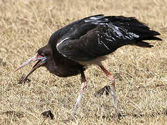 Cigogne d'Abdim