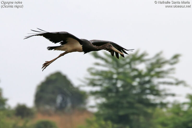 Black Storkimmature, identification, habitat, Flight