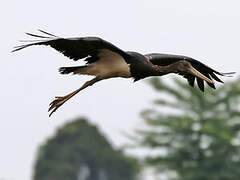 Black Stork