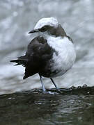 White-capped Dipper