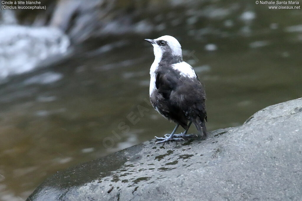 White-capped Dipperadult, identification