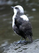 White-capped Dipper