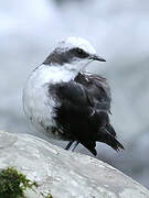 White-capped Dipper