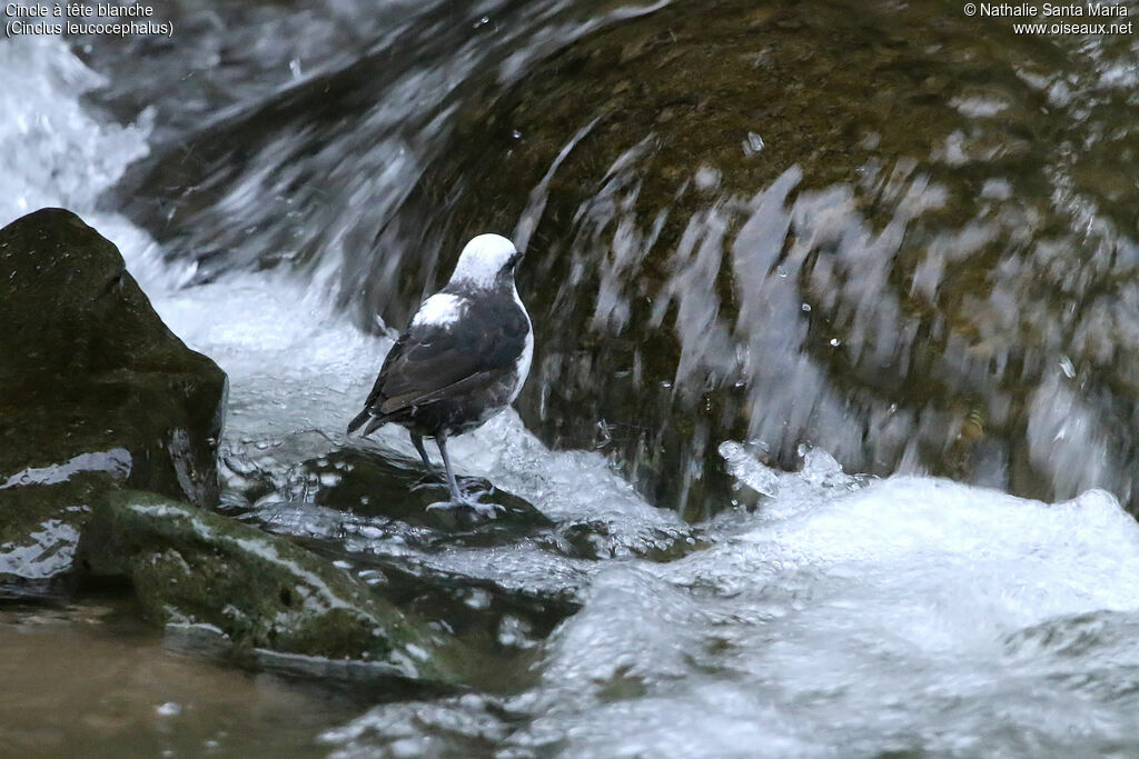 White-capped Dipperadult, identification, fishing/hunting