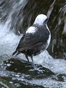 White-capped Dipper