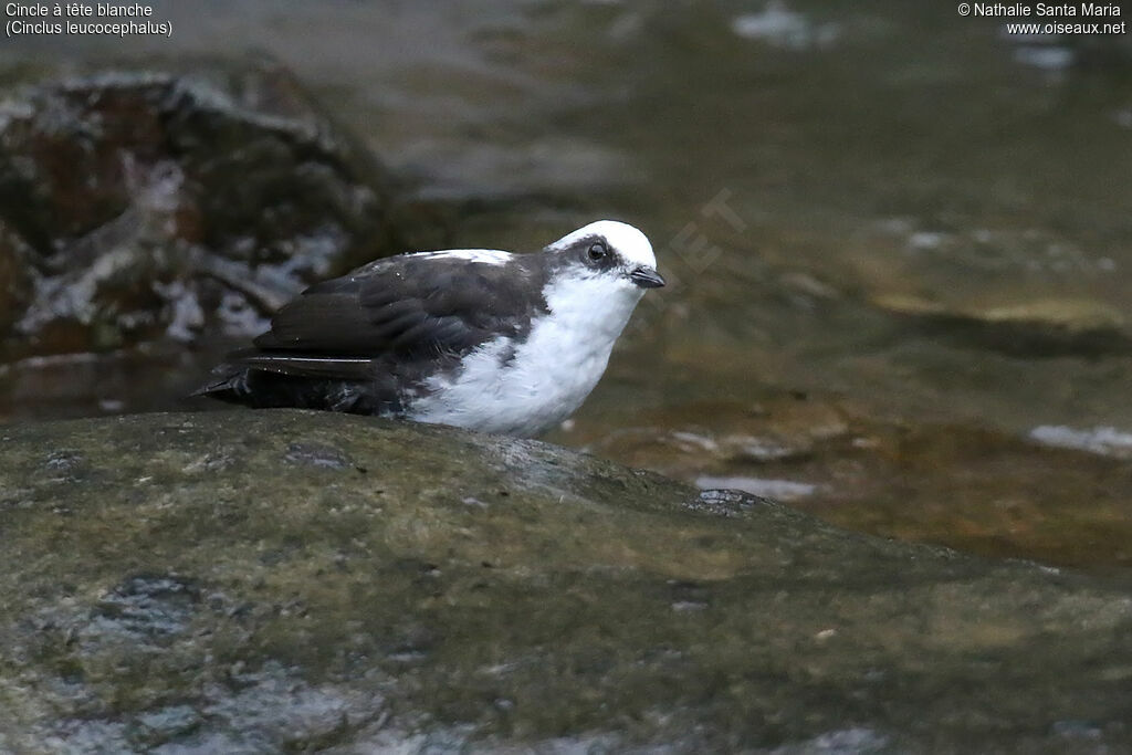 White-capped Dipperadult, identification, fishing/hunting