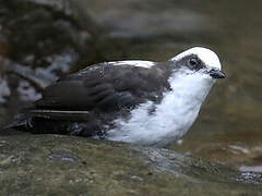 White-capped Dipper