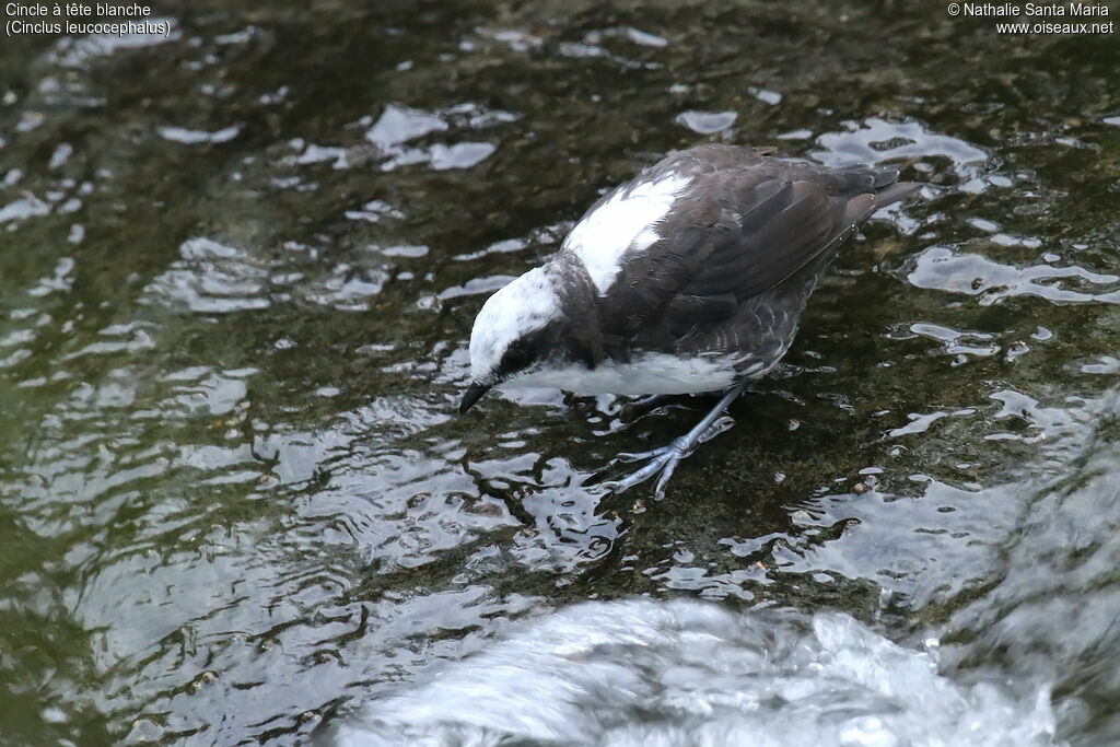 Cincle à tête blancheadulte, identification, pêche/chasse