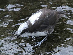 White-capped Dipper