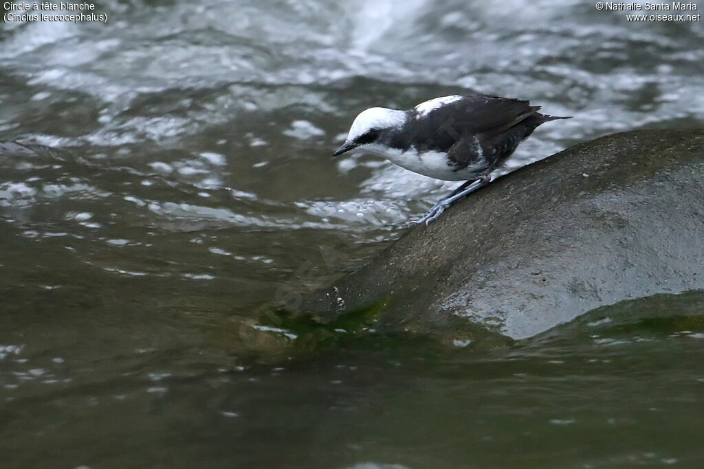 Cincle à tête blancheadulte, identification, pêche/chasse