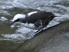 White-capped Dipper