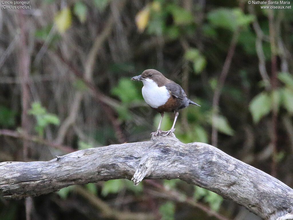 White-throated Dipperadult, identification, feeding habits, Reproduction-nesting