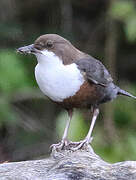 White-throated Dipper