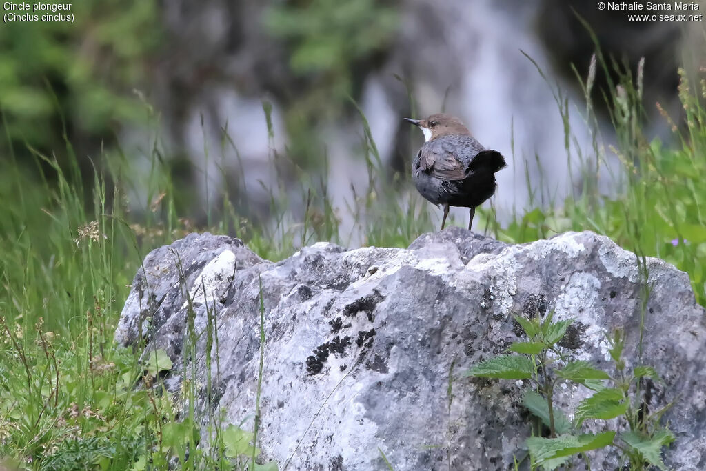 White-throated Dipperadult, identification, habitat