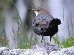 White-throated Dipper