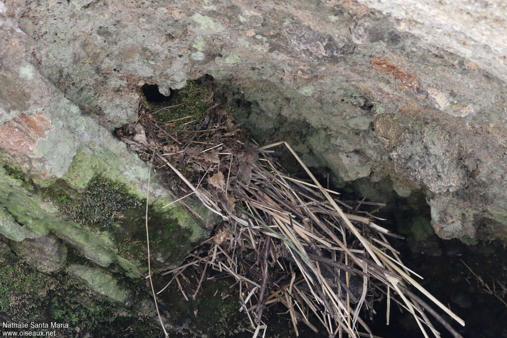 White-throated Dipper, habitat, Reproduction-nesting