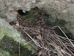 White-throated Dipper