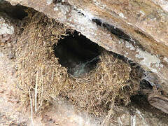 White-throated Dipper