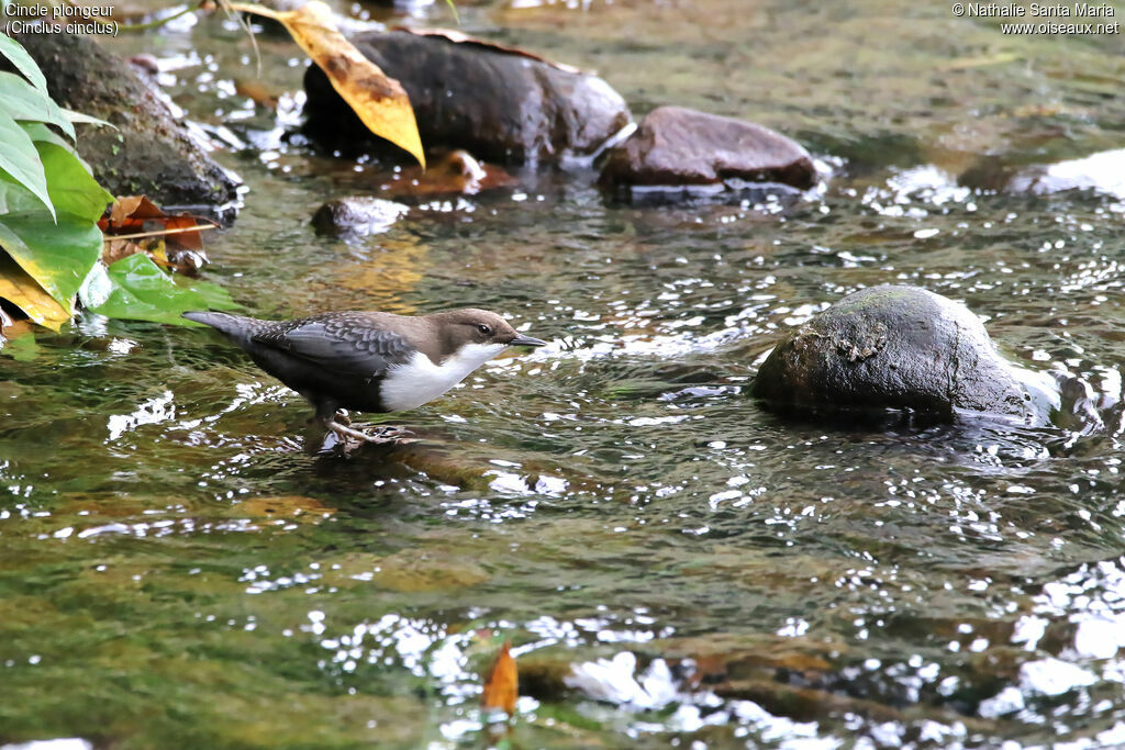 White-throated Dipperadult, identification, habitat, fishing/hunting