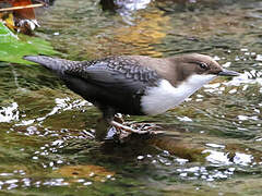 White-throated Dipper