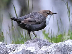 White-throated Dipper