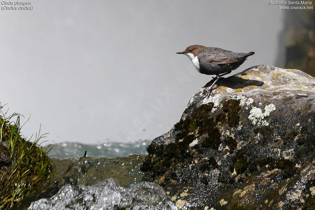 White-throated Dipperadult, identification, habitat