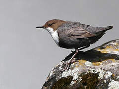 White-throated Dipper