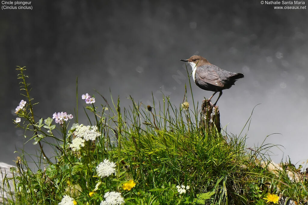 White-throated Dipperadult, identification, habitat