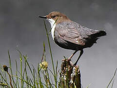 White-throated Dipper