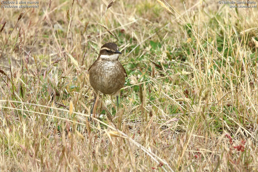 Cinclode à ailes marronadulte, identification, marche, pêche/chasse