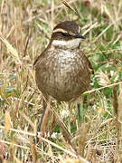 Chestnut-winged Cinclodes