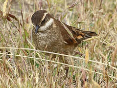 Chestnut-winged Cinclodes