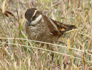 Cinclode à ailes marron