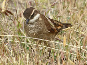 Cinclode à ailes marron