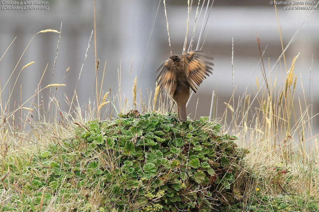 Cinclode à ailes marronadulte, habitat, chant