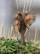 Chestnut-winged Cinclodes