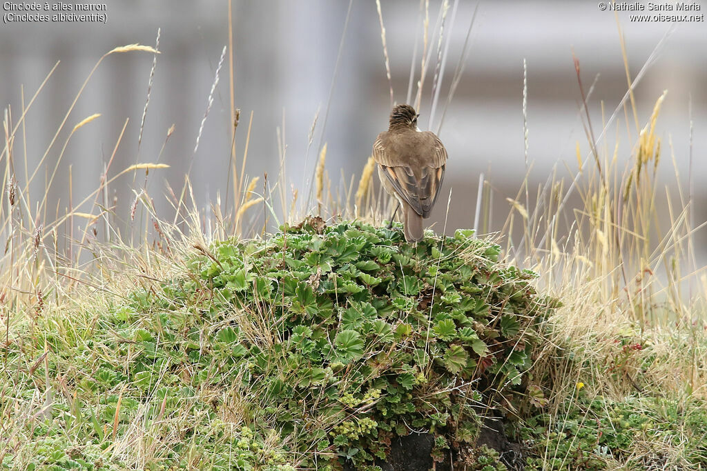 Cinclode à ailes marronadulte, habitat