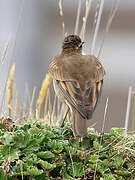 Chestnut-winged Cinclodes