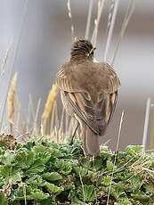 Cinclode à ailes marron