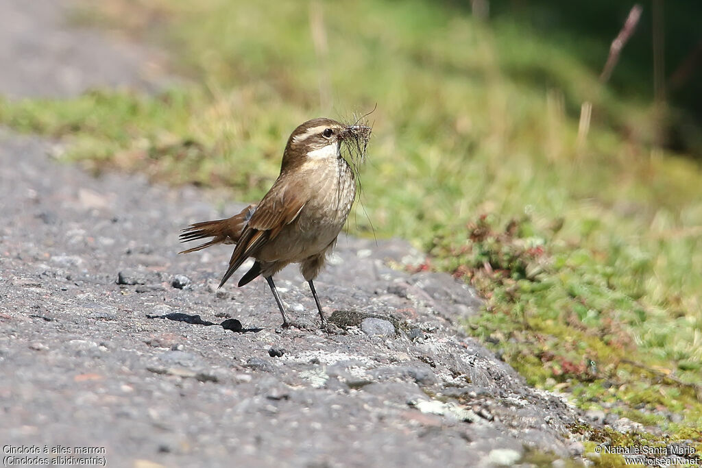 Chestnut-winged Cinclodesadult, identification, Reproduction-nesting