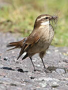 Chestnut-winged Cinclodes