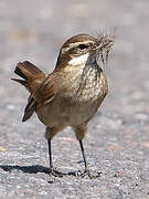 Chestnut-winged Cinclodes