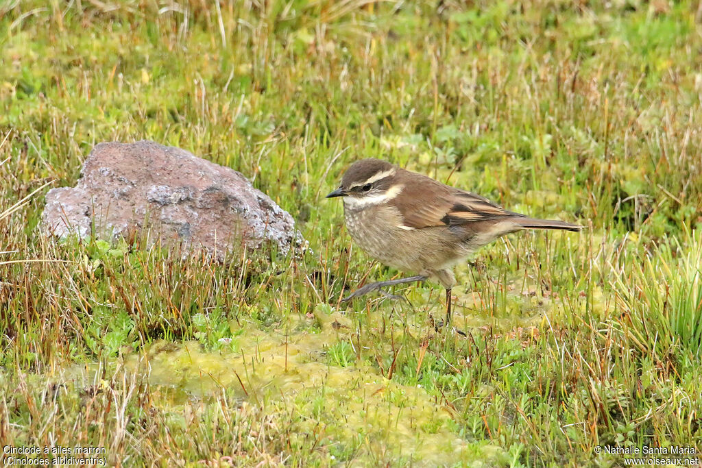 Chestnut-winged Cinclodesadult, identification, walking, fishing/hunting